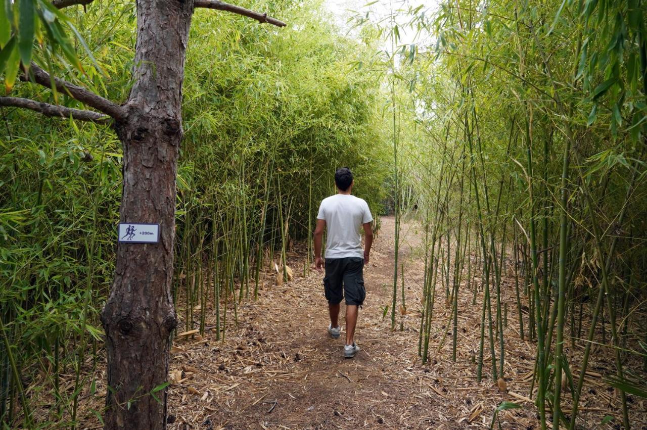 塞萨洛尼基凯悦酒店 外观 照片 Bamboo forest in the park